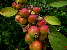 Load image into Gallery viewer, European Crab Apple Malus sylvestris 20 Seeds