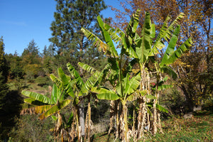 Sikkim Hardy Banana Musa sikkimensis  20 Seeds