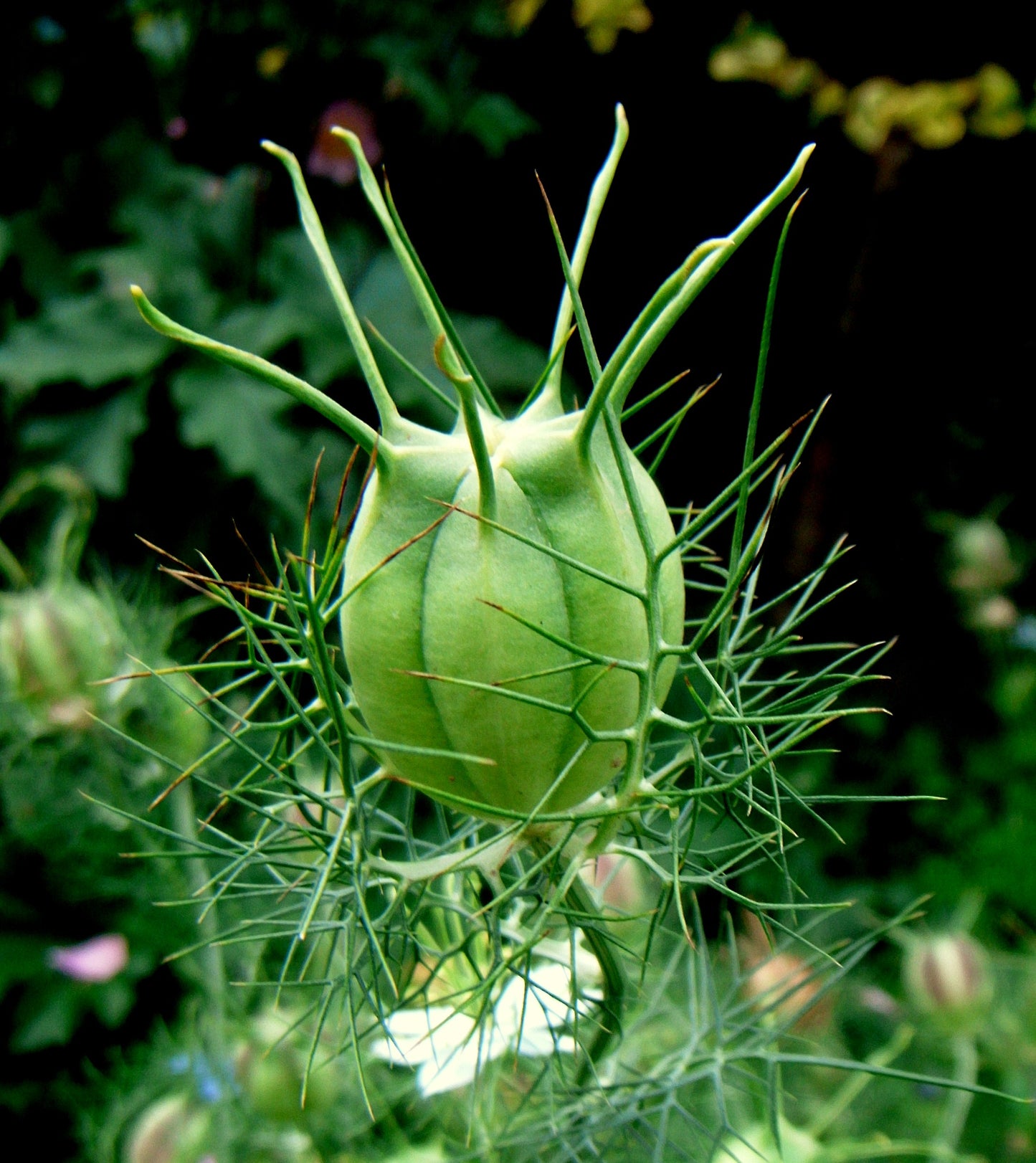Black Cumin  100 Seeds  Nigella sativa