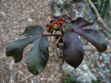 Load image into Gallery viewer, Cotton Leaf Physic Nut  Jatropha gossypifolia  5 Seeds