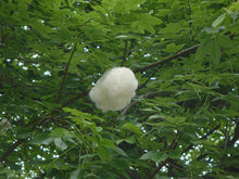 Load image into Gallery viewer, Floss-Silk Tree Chorisia speciosa 20 Seeds