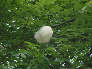 Floss-Silk Tree Chorisia speciosa 20 Seeds