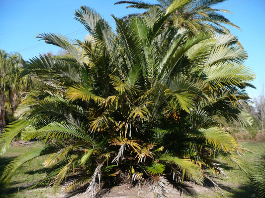 Formosa Palm Arenga engleri 20 Seeds  USA Company
