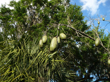 Load image into Gallery viewer, Floss-Silk Tree Chorisia speciosa 20 Seeds