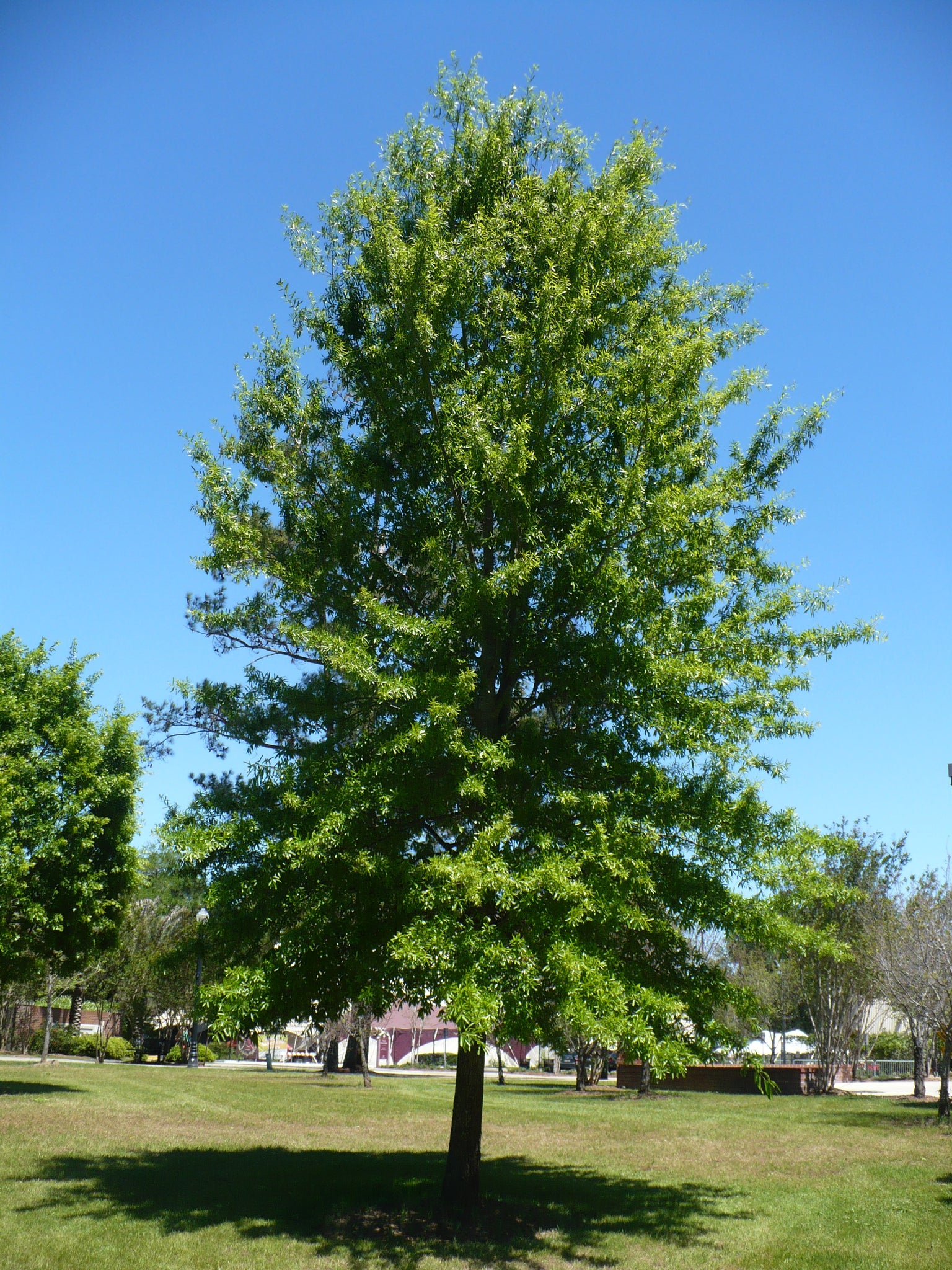 quercus phellos tree