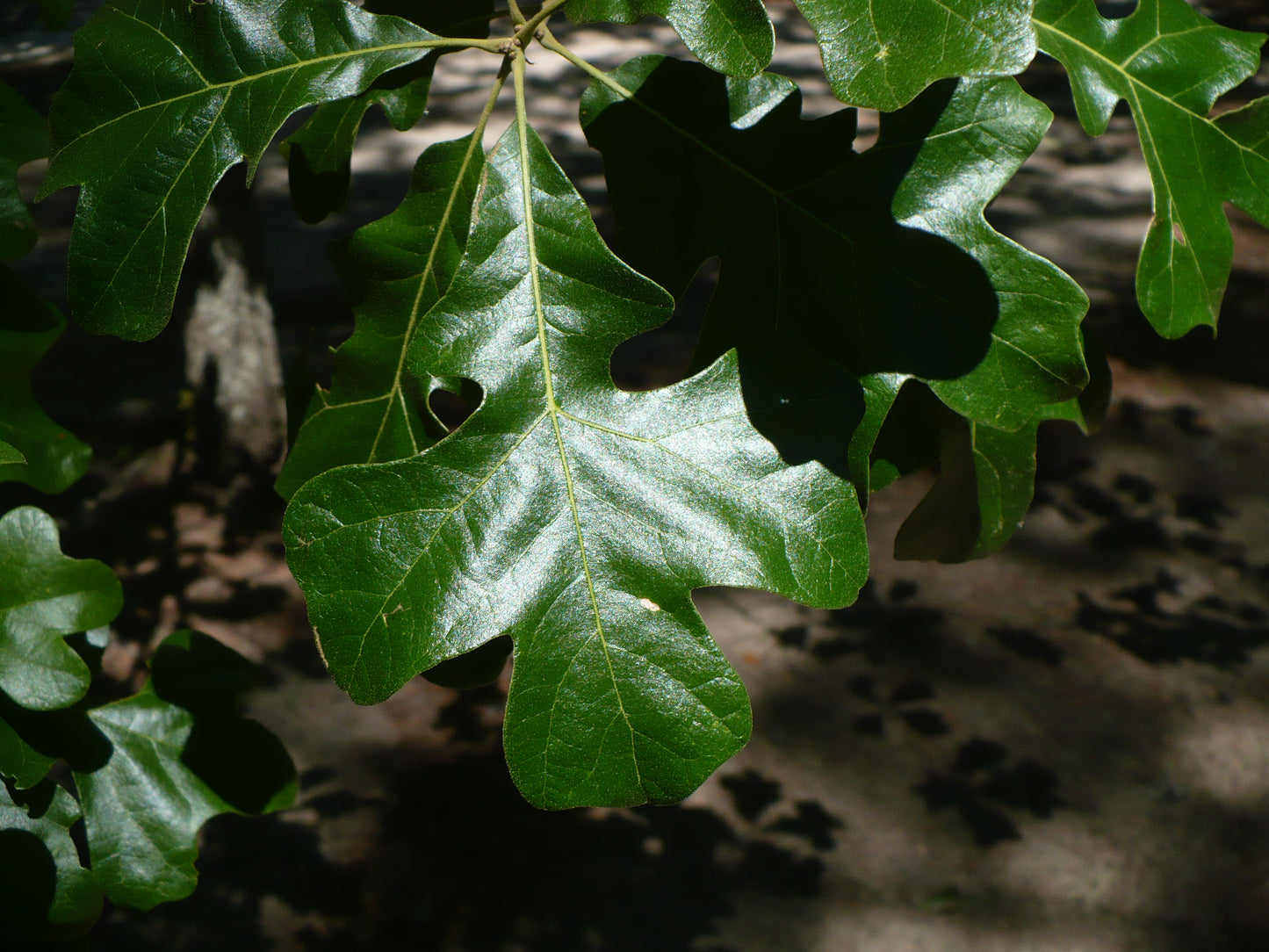 Post Oak Quercus stellata 10 Seeds
