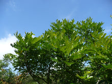 Load image into Gallery viewer, Paradise Tree  Simarouba glauca  20 Seeds