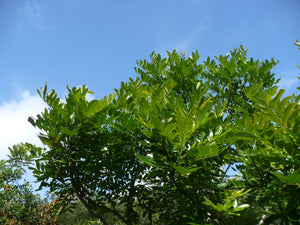 Paradise Tree  Simarouba glauca  20 Seeds