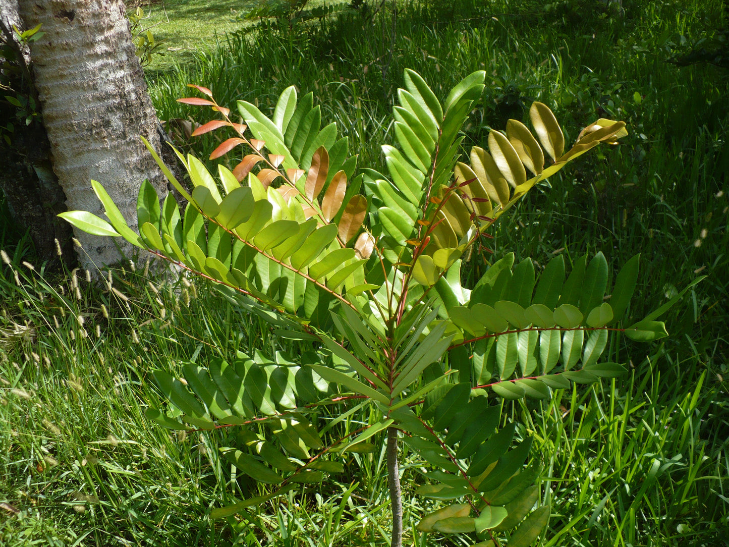 Paradise Tree Simarouba glauca 20 Seeds  USA Company
