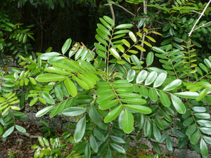 Paradise Tree  Simarouba glauca  20 Seeds