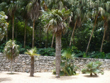 Load image into Gallery viewer, Old Man Palm  Coccothrinax crinita  10 Seeds