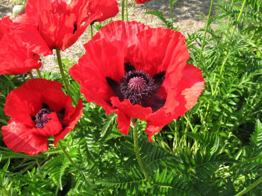 Oriental Poppy Papaver orientale 100 Seeds