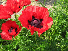 Load image into Gallery viewer, Oriental Poppy Papaver orientale 50 Seeds