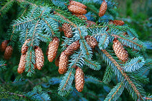 Load image into Gallery viewer, Sitka Spruce Picea sitchensis 100 Seeds