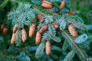 Sitka Spruce Picea sitchensis 100 Seeds