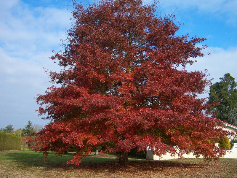 Red Oak   10 Seeds   Quercus rubra