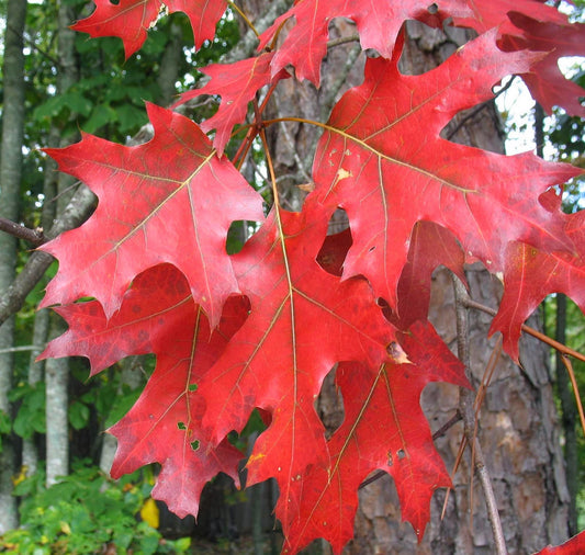 Red Oak   10 Seeds   Quercus rubra