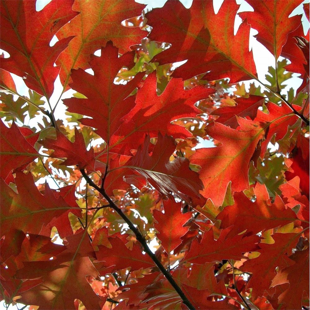 Red Oak   10 Seeds   Quercus rubra