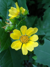 Load image into Gallery viewer, Leafcup  Smallanthus uvedalia  20 Seeds