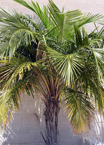 Arikury Palm Syagrus shizophylla 10 Seeds