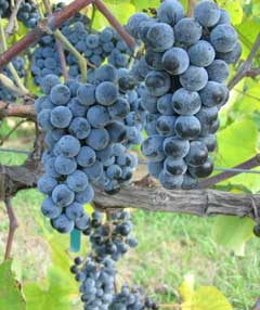 Summer Grape Vitis aestivalis 20 Seeds  USA Company