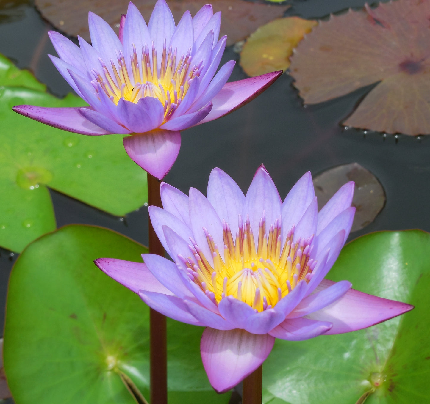Blue Water Lily Nymphaea nouchali 100 Seeds  USA Company