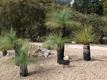 Load image into Gallery viewer, Johnson&#39;s Grass Tree Xanthorrhoea Johnsonii 10 Seeds