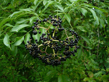 Load image into Gallery viewer, American Elderberry Sambucus canadensis 500 Seeds