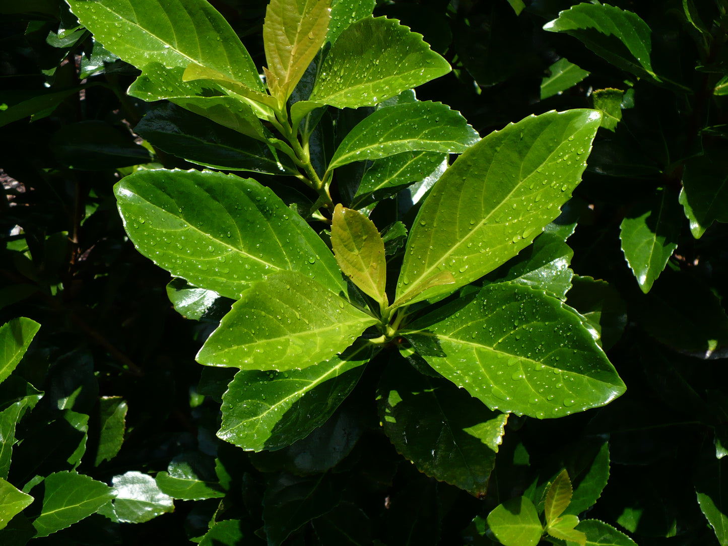 Mirror Leaf Viburnum Viburnum awabuki 100 Seeds   USA Company