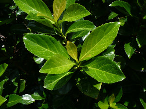 Mirror Leaf Viburnum  Viburnum awabuki  20 Seeds