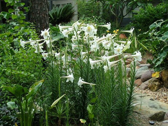 Philippine Lily Lilium philippense 50 Seeds  USA Company