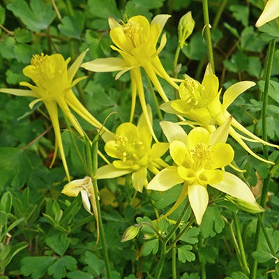 Golden Columbine Aquilegia chrysantha 20 Seeds  USA Company