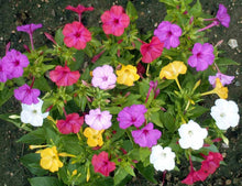 Load image into Gallery viewer, Mixed Four O&#39;Clock Miracle of Peru Mirabilis Jalapa 20 Seeds