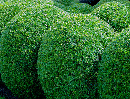 Common Boxwood Buxus sempervirens 100 Seeds