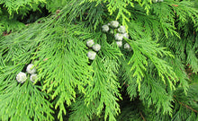 Load image into Gallery viewer, Port Orford Cedar Lawson&#39;s Cypress Chamaecyparis lawsoniana 20 Seeds