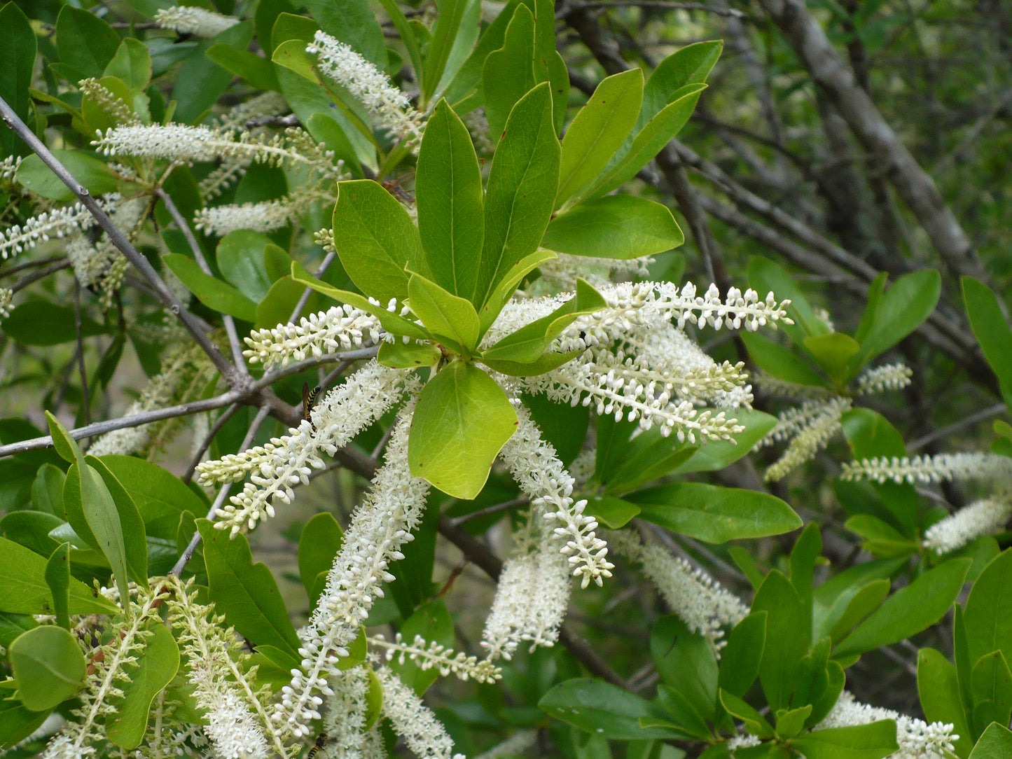 White Titi Cyrilla racemiflora 100 Seeds  USA Company