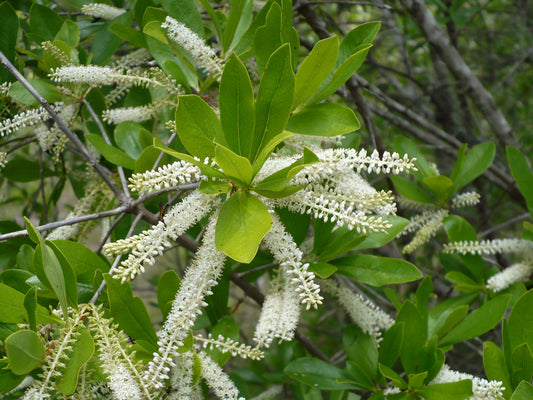 White Titi Cyrilla racemiflora 100 Seeds