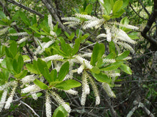 Load image into Gallery viewer, White Titi  Cyrilla racemiflora  50 Seeds