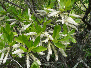 White Titi  Cyrilla racemiflora  50 Seeds