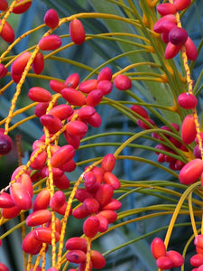 Date Palm Phoenix dactylifera 10 Seeds