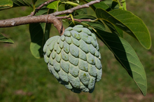 Load image into Gallery viewer, Sweetsop Sugar Apple Annona squamosa 20 Seeds