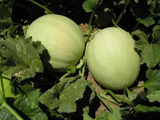 Honeydew Melon Cucumis melo 20 Seeds  USA Company