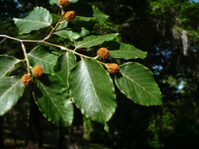 Load image into Gallery viewer, American Beech Fagus grandifolia 20 Seeds