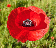 Load image into Gallery viewer, Field Poppy Papaver rhoeas 100 Seeds