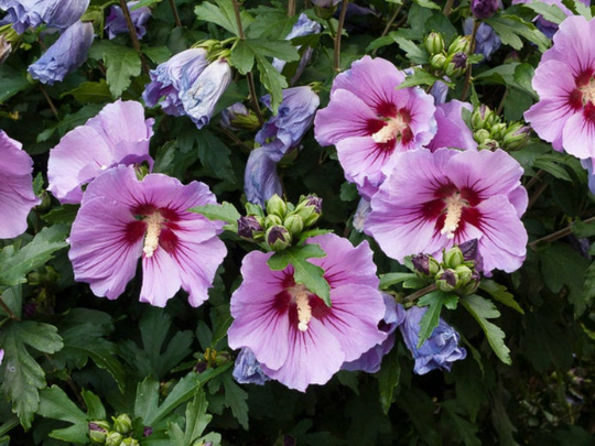 Rose of Sharon Hardy Hibiscus Hibiscus syriacus 2000 Seeds  USA Company