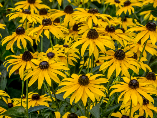Black-Eyed Susan  100 Seeds  Rudbeckia hirta