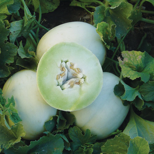 Honeydew Melon   100 Seeds   Cucumis melo