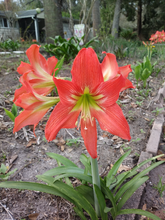 Load image into Gallery viewer, Amaryllis Striped Barbados Lily Hippeastrum striatum 20 Seeds
