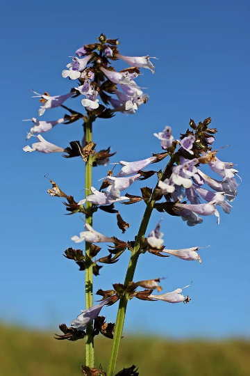 Lyre-Leaved Sage Salvia lyrata 20 Seeds