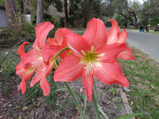 Amaryllis Seeds Striped Barbados Lily Hippeastrum striatum 20 Seeds  USA Company